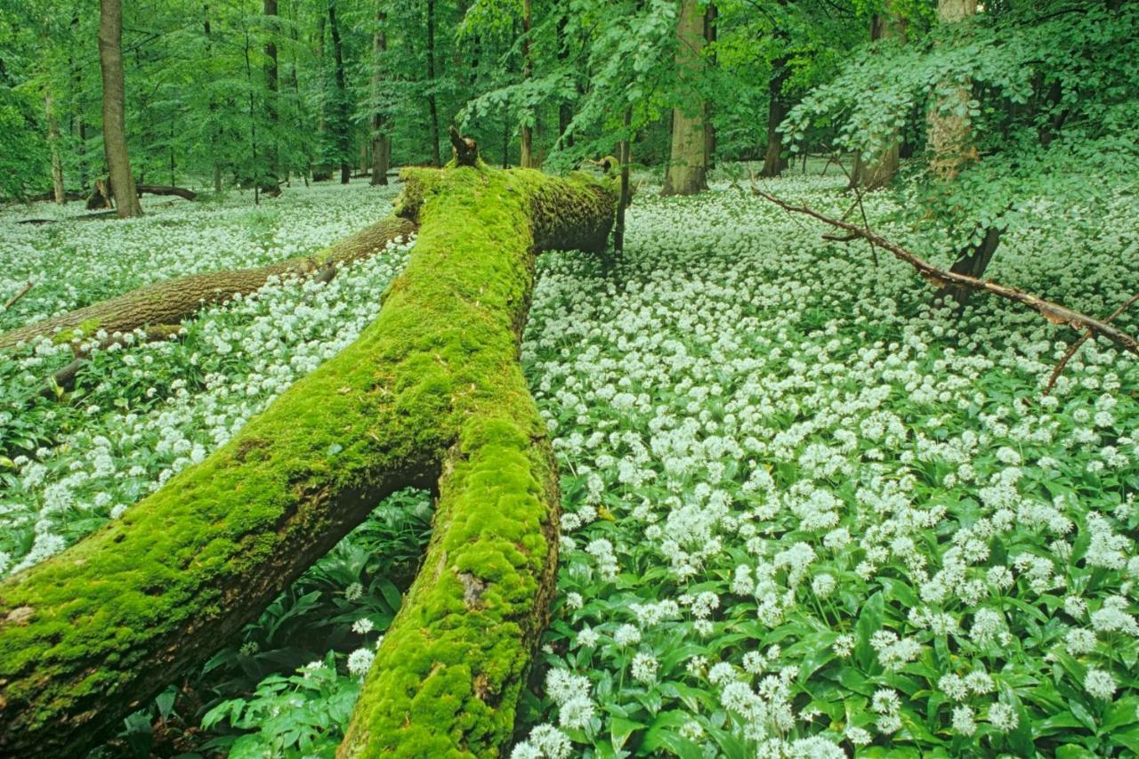 Ferienhaeuser Oberdorla Extérieur photo