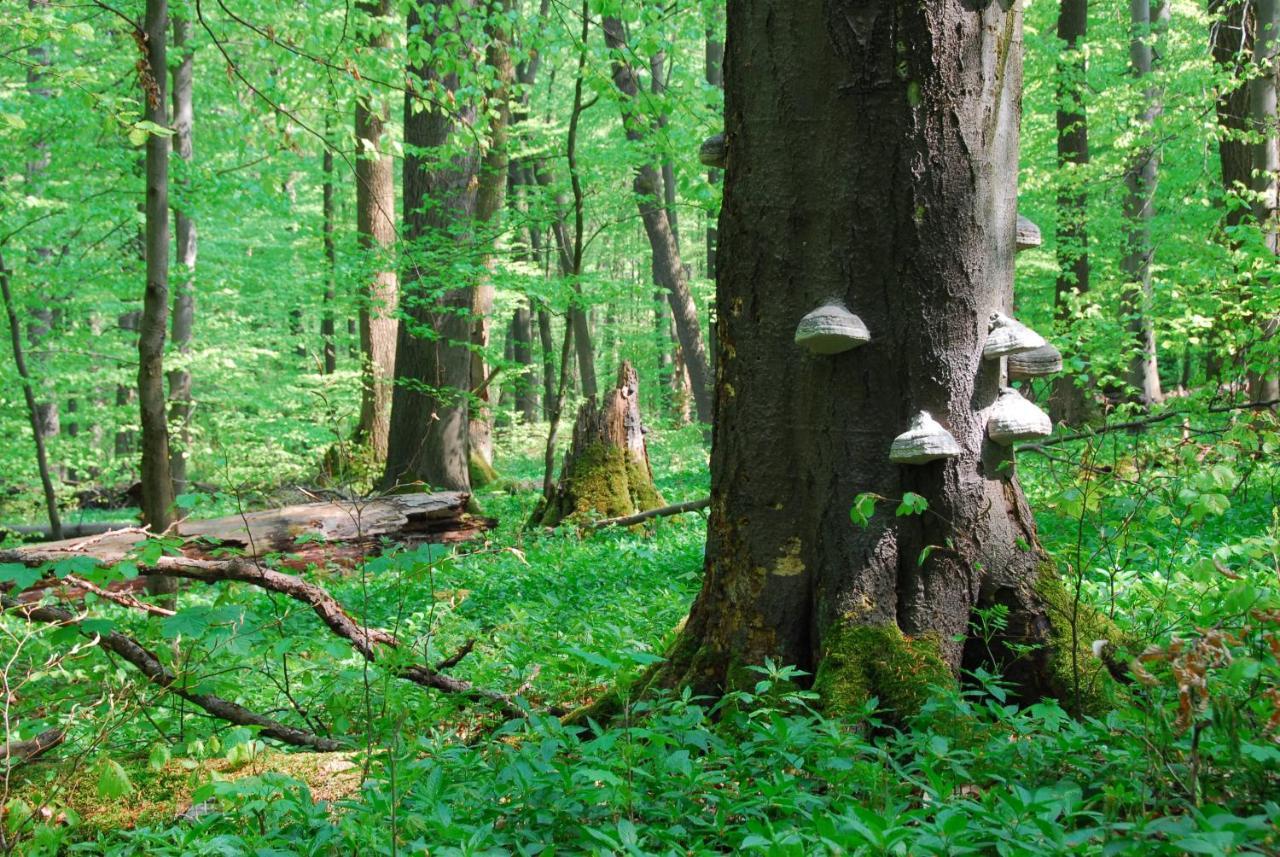 Ferienhaeuser Oberdorla Extérieur photo